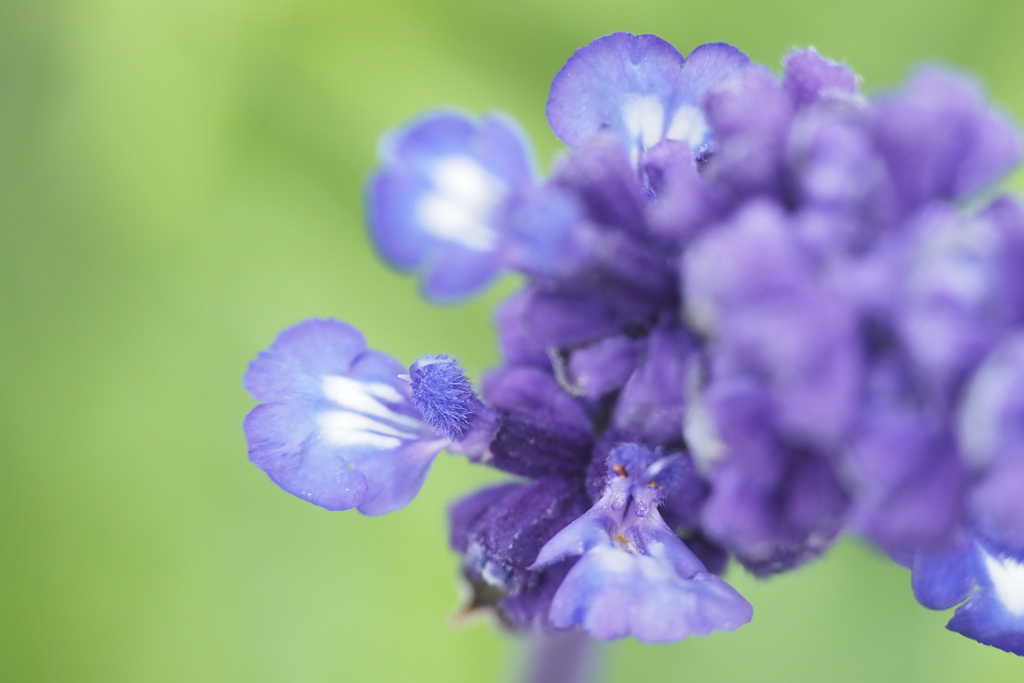 小さな花
