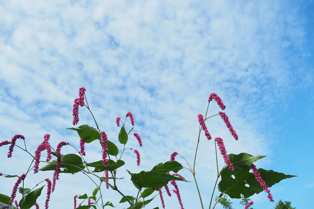 秋空