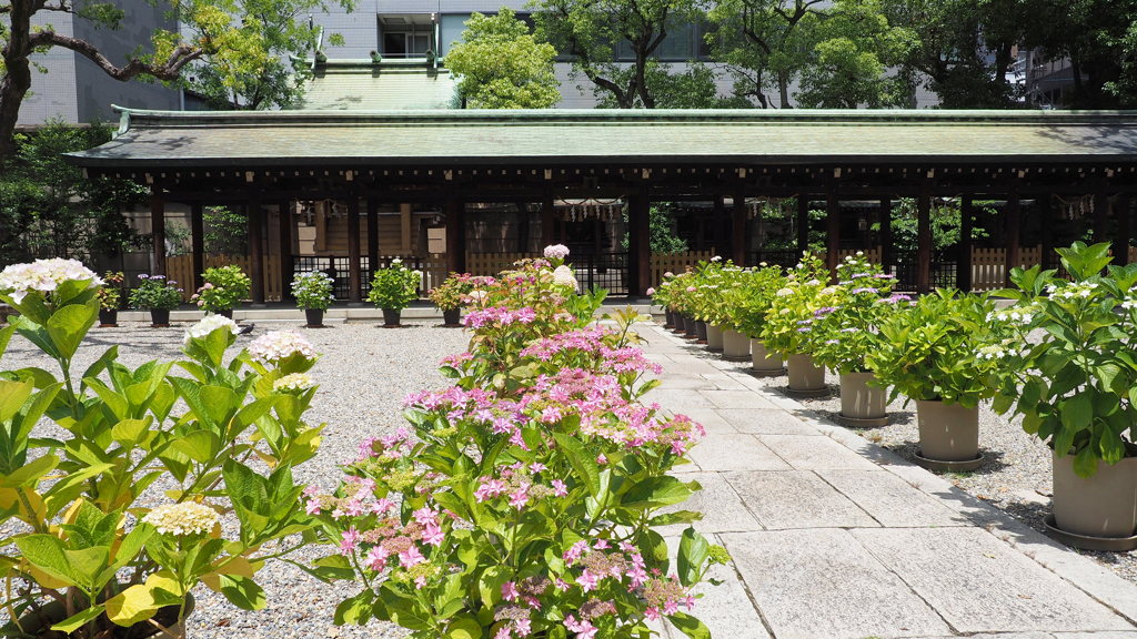 坐摩神社の紫陽花