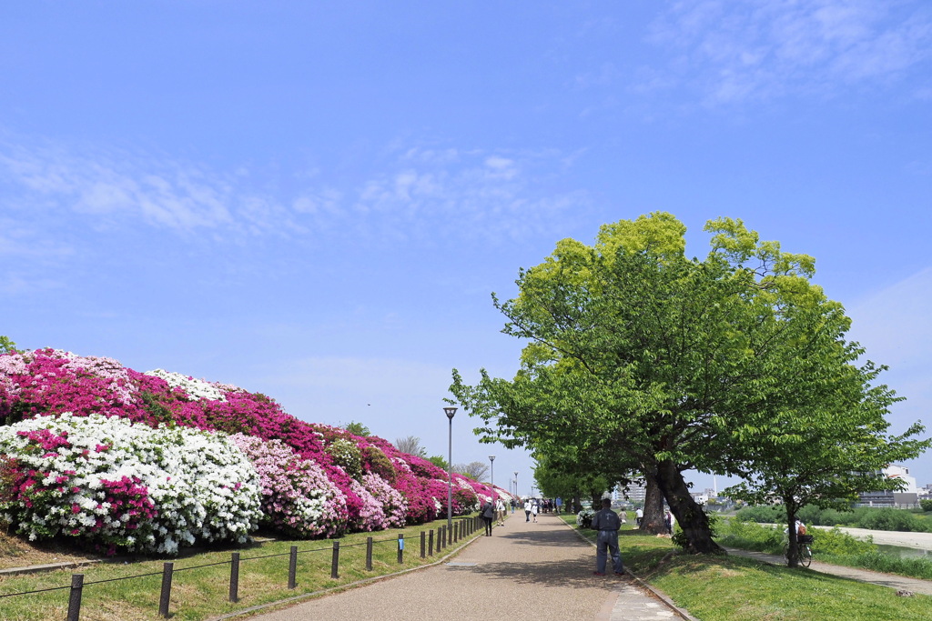 浅香山緑道 ２