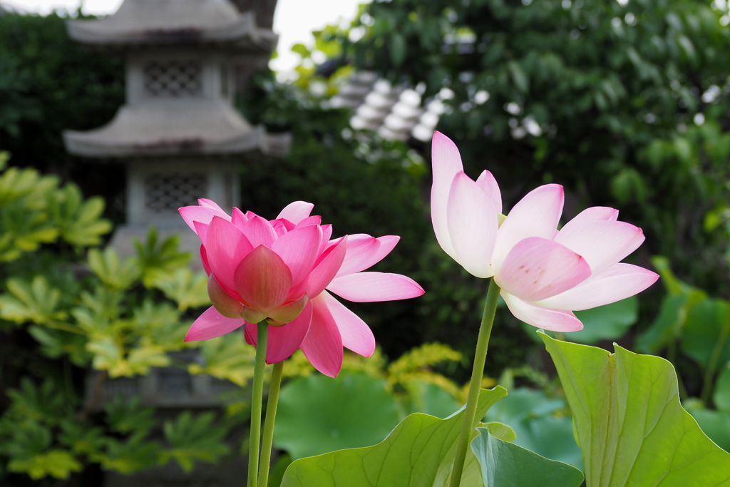 極楽寺の蓮