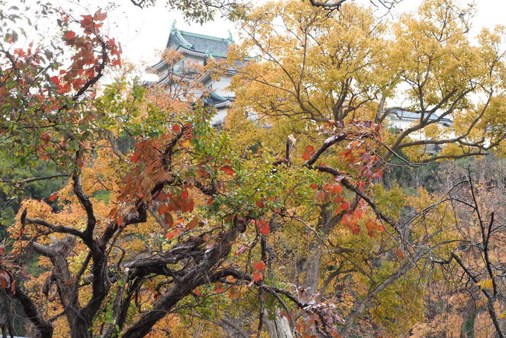 秋色和歌山城 ４