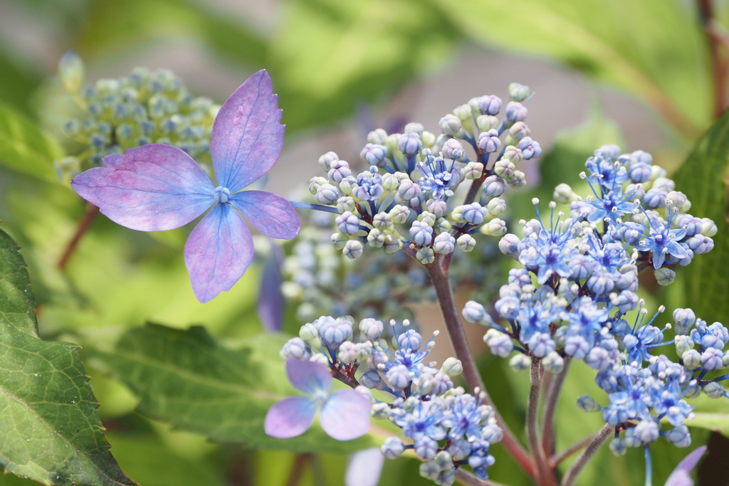 紫陽花