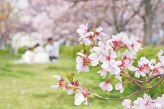 桜