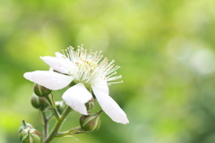 近所の花 １３