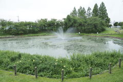 花菖蒲園