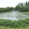 花菖蒲園
