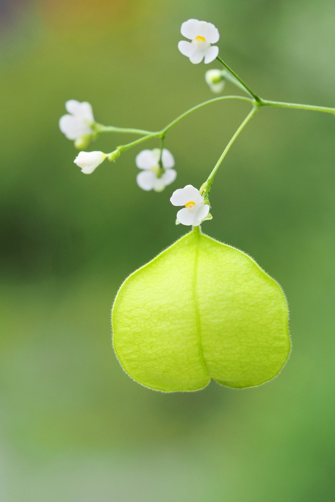フウセンカズラ