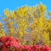 紅葉と黄葉