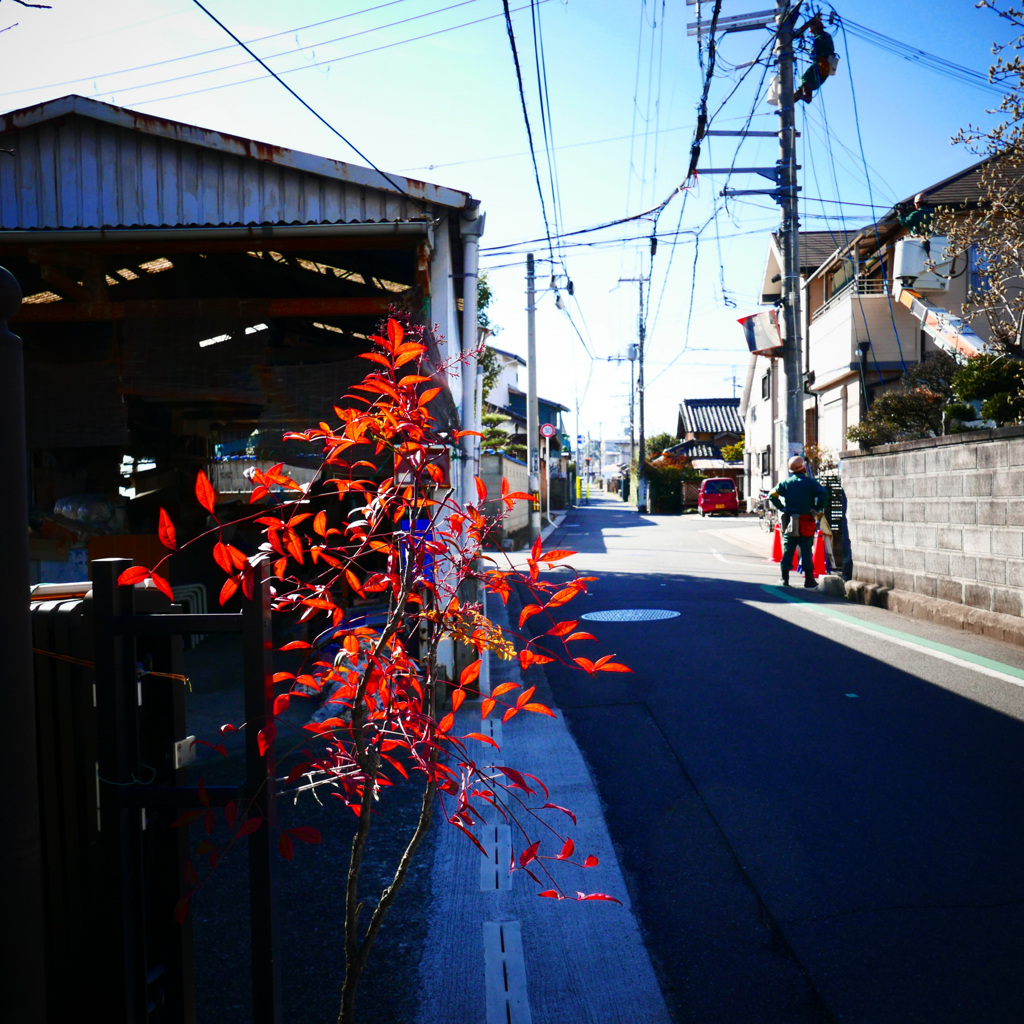 ナンテンの紅葉