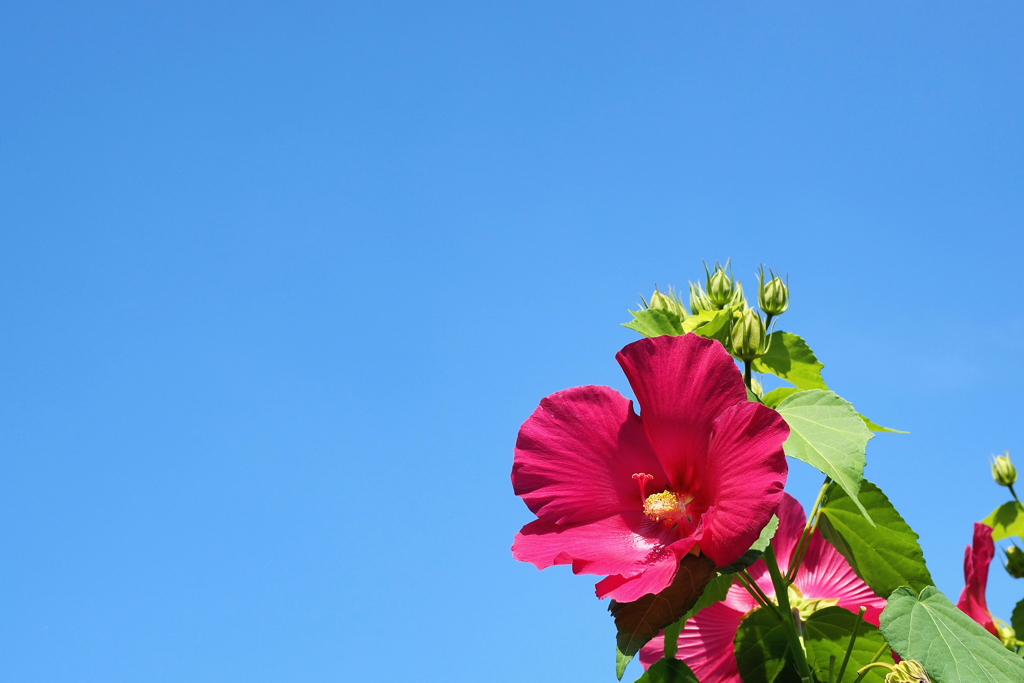 芙蓉 １