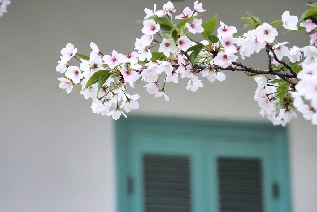 泉布観と桜