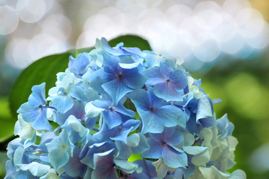 紫陽花