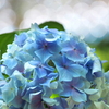 紫陽花