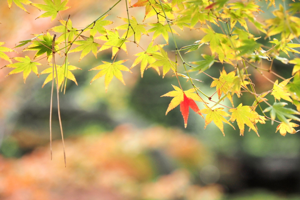 紅葉渓庭園