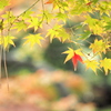 紅葉渓庭園