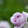 薔薇