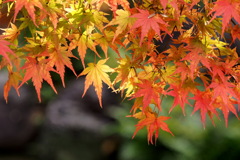 大仙公園日本庭園 １０