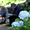 紫陽花