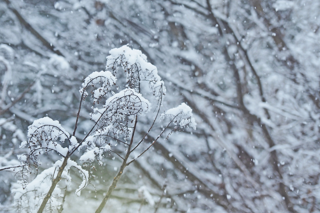 雪降る