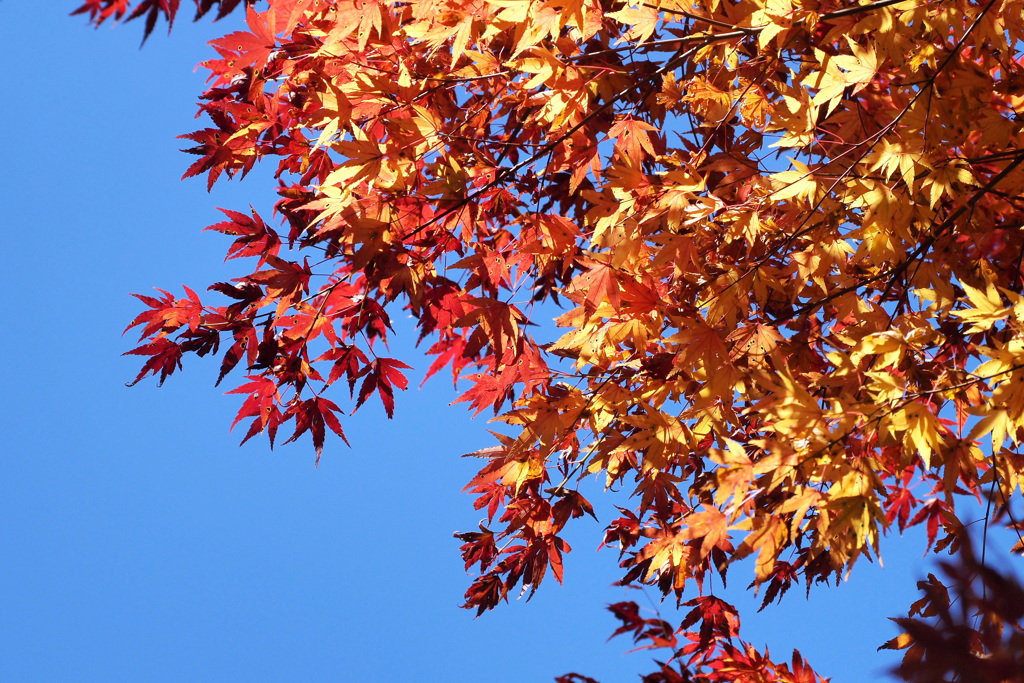 紅葉