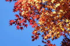 紅葉