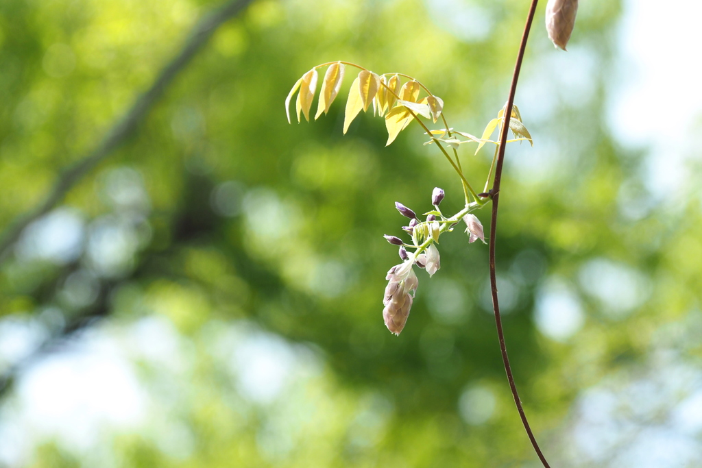 新芽 ３