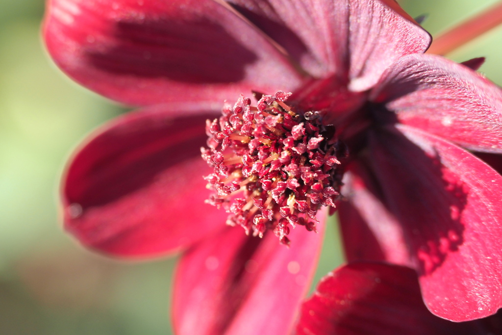 チョコレートコスモス