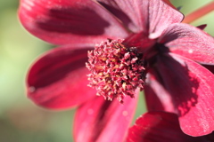 チョコレートコスモス