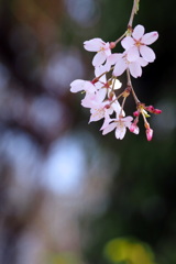 枝垂桜