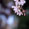 枝垂桜