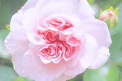 薔薇