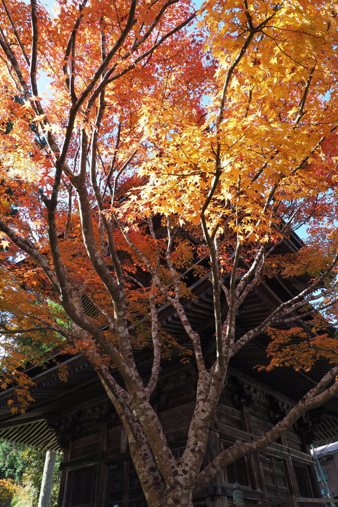 高野山の紅葉 １２