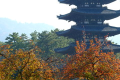 興福寺五重塔と桜紅葉