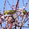 あれも