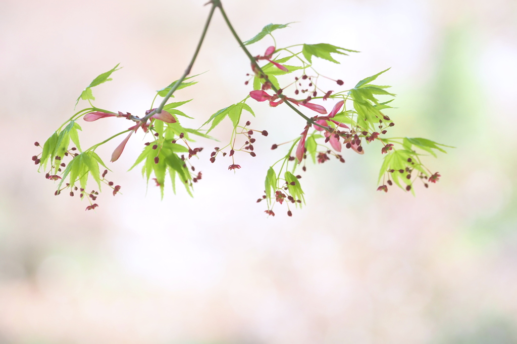 モミジの花