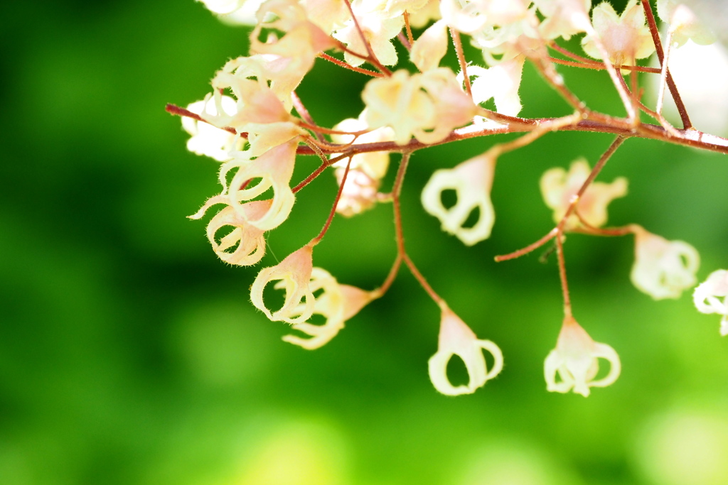 咲くやこの花館の花 １２