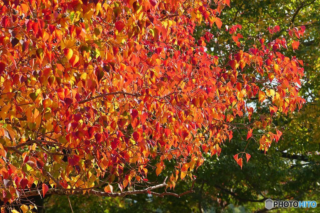 ナンキンハゼの紅葉