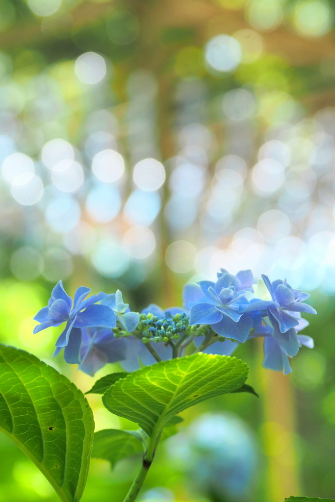 紫陽花
