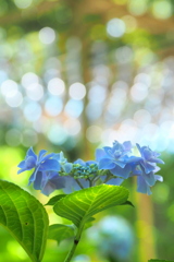 紫陽花
