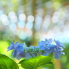 紫陽花
