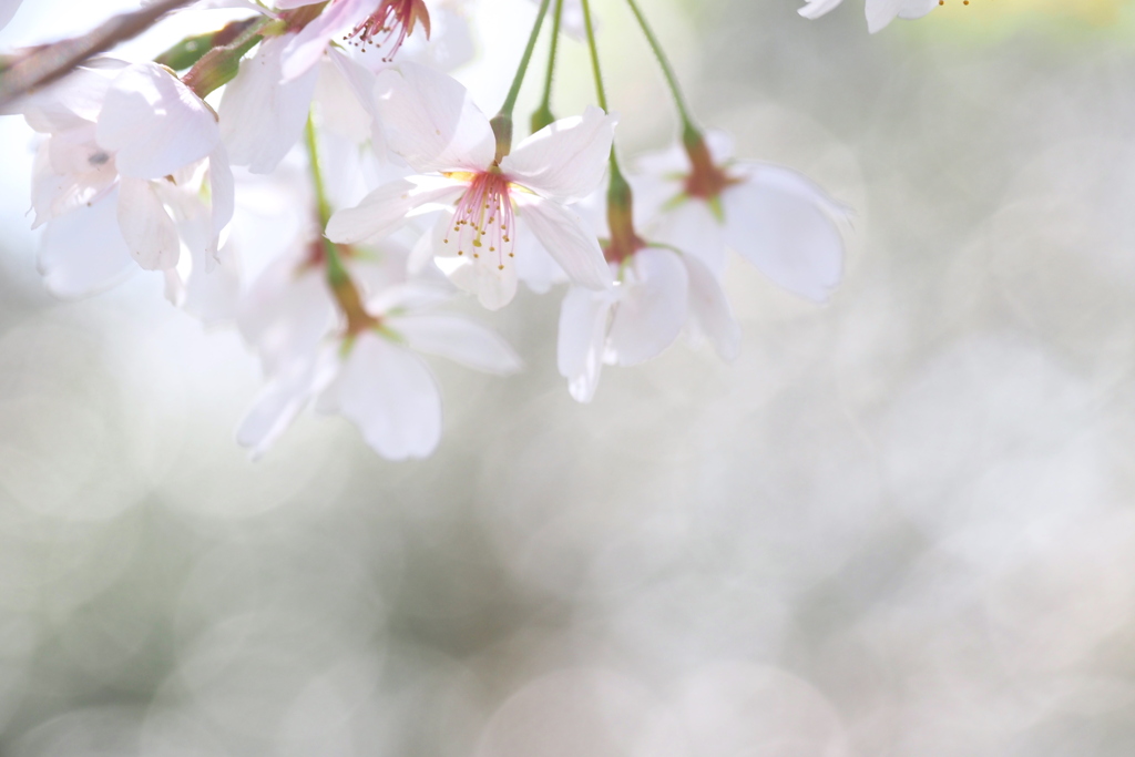 桜花