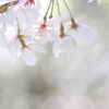 桜花