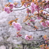 桜之宮公園