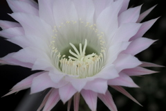 サボテンの花