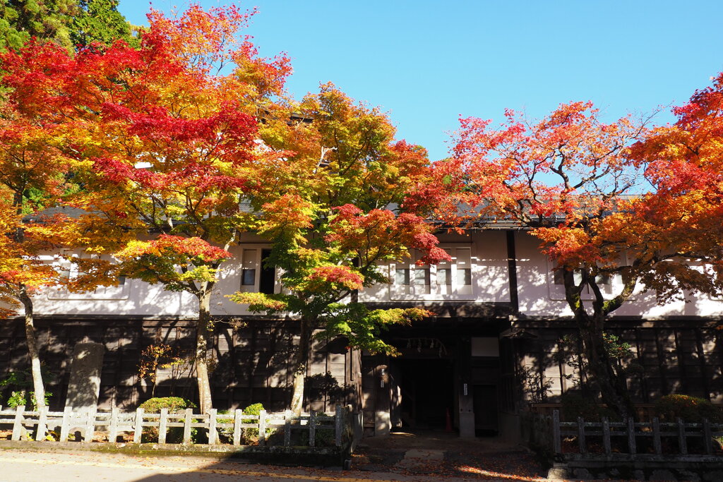 無量光院の紅葉