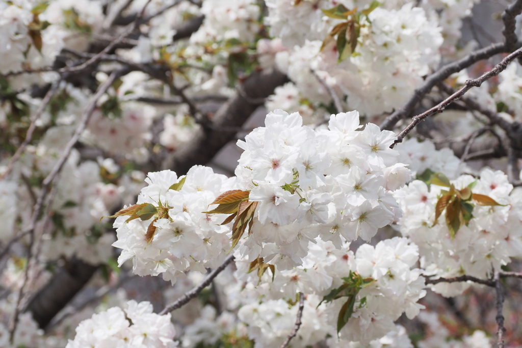 桜の通り抜け