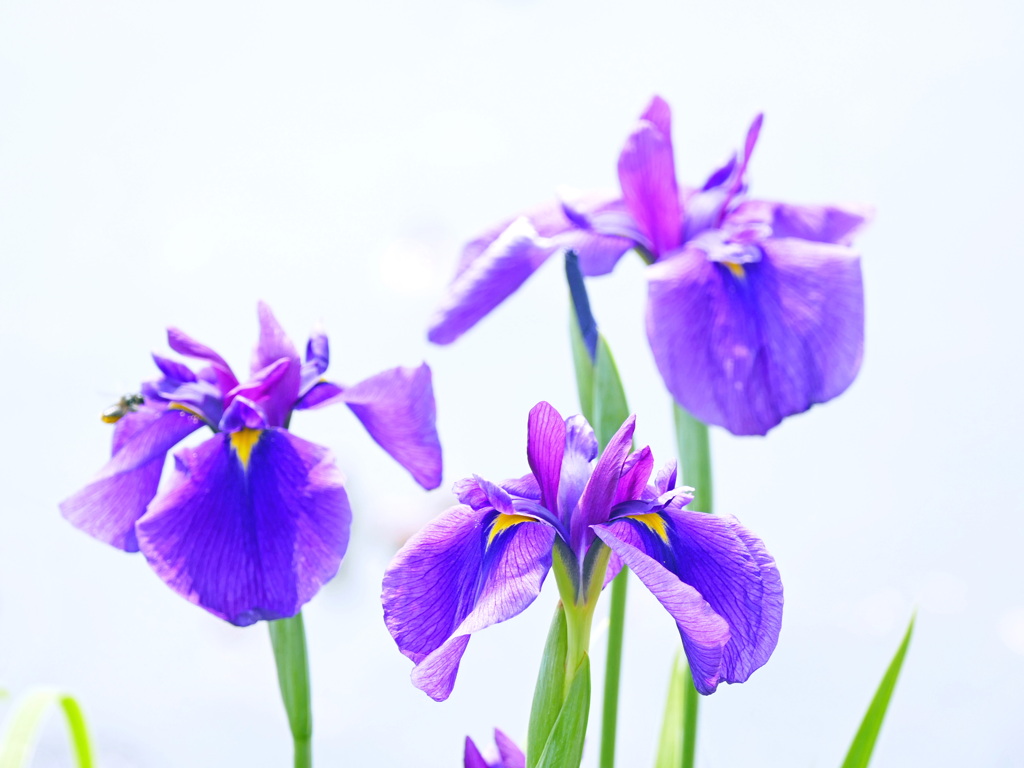 花菖蒲 ３