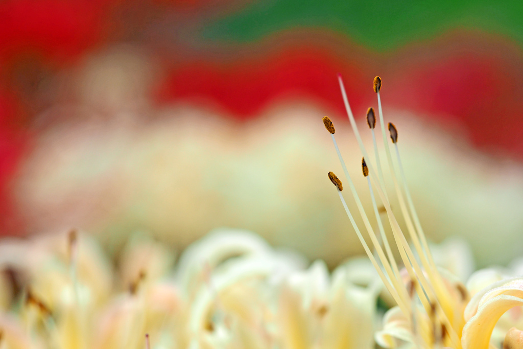 曼殊沙華 ６