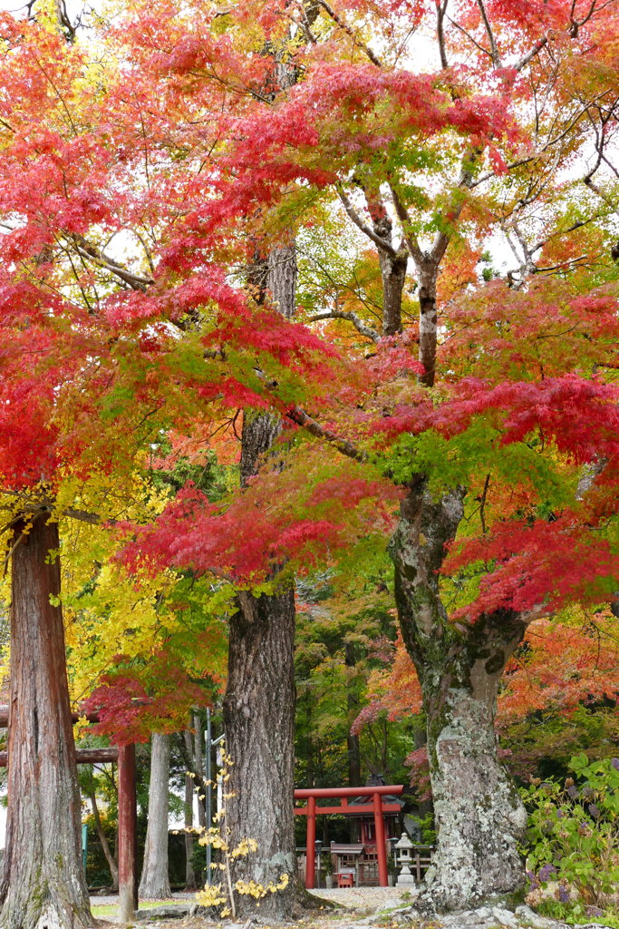 愛宕神社の紅葉（高野山）